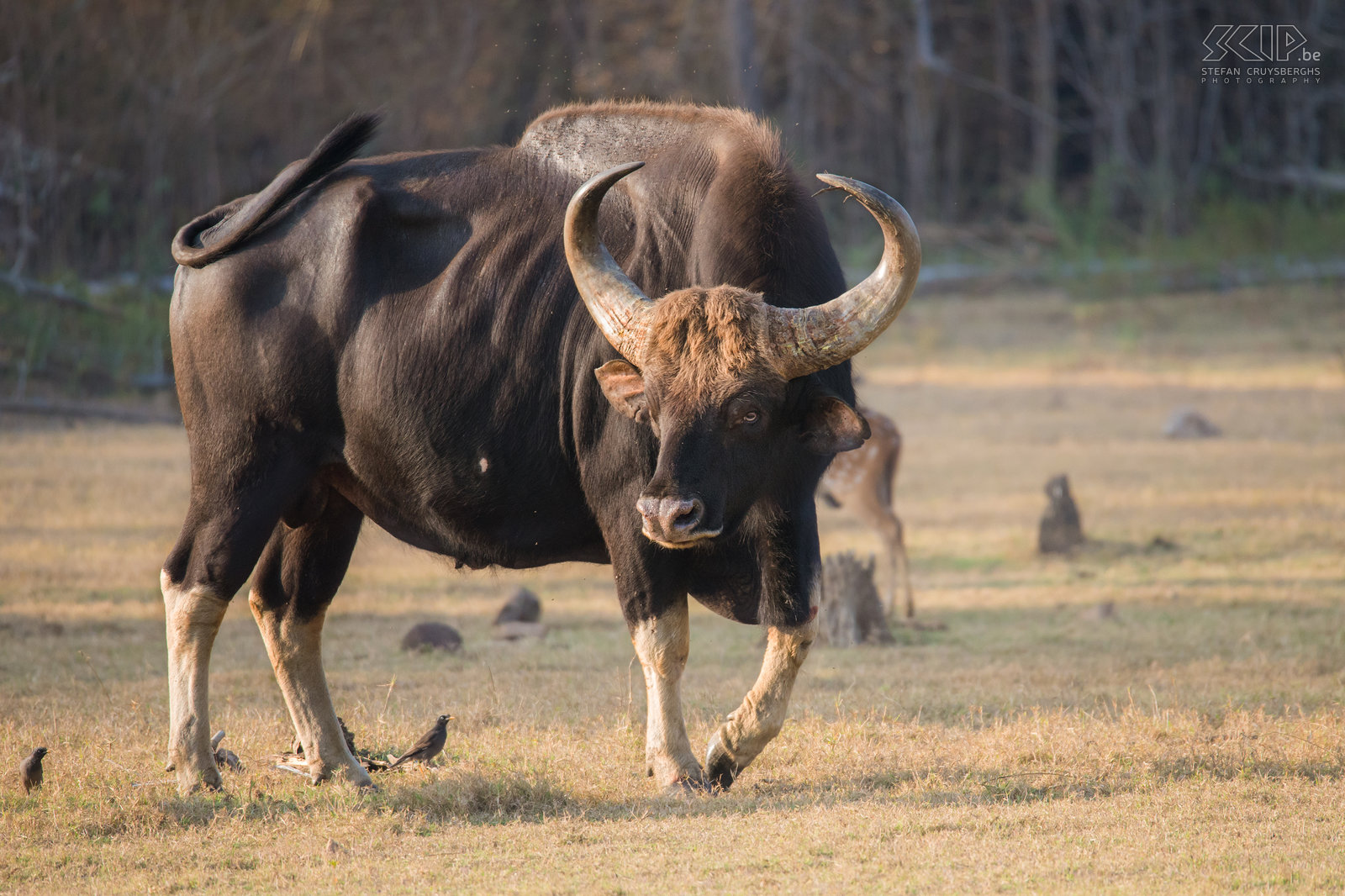 Kabini - Gaur Een grote gaur stier kan zelfs meer dan 1500 kg wegen. Mannetjes zijn ongeveer een kwart groter en zwaarder dan de vrouwtjes. Stefan Cruysberghs